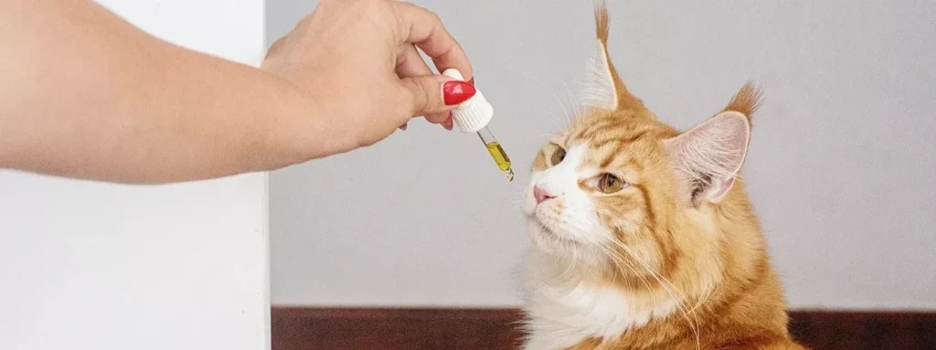 CBD para gatos